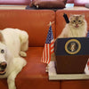 Presidential Podium Cat Scratcher