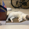 Presidential Podium Cat Scratcher